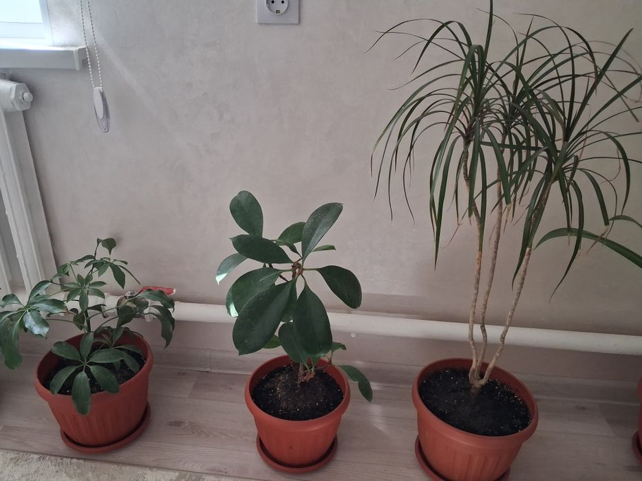 Продаётся комнатные ухоженные цветы