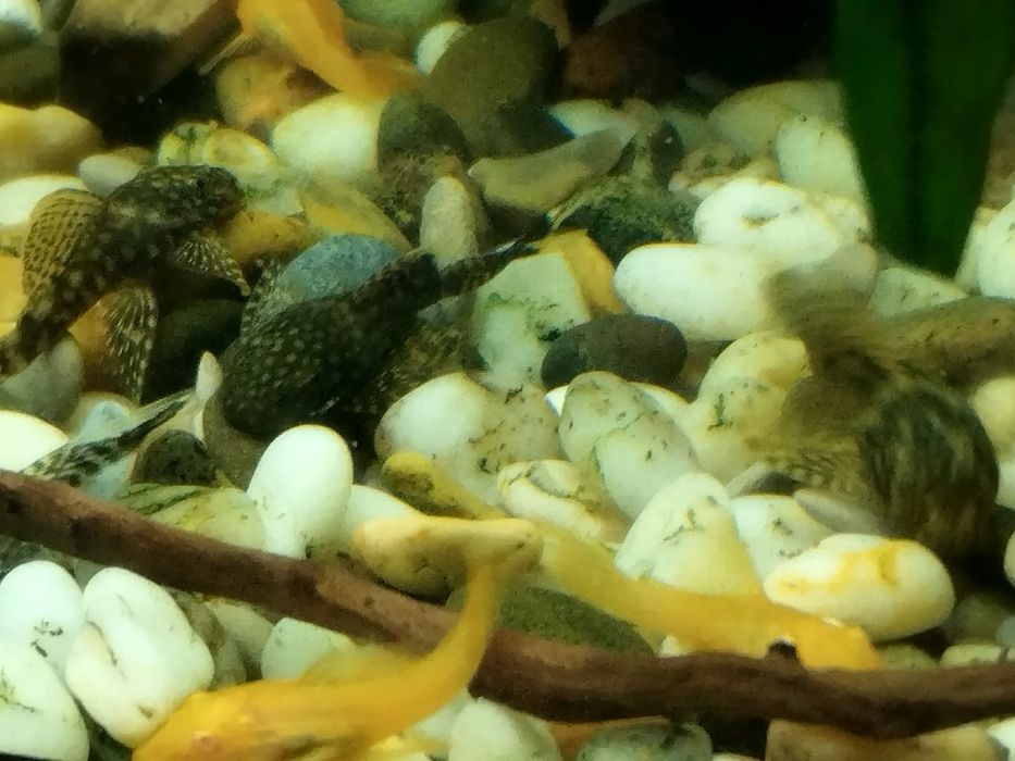 Анциструсы: темные вуалевые