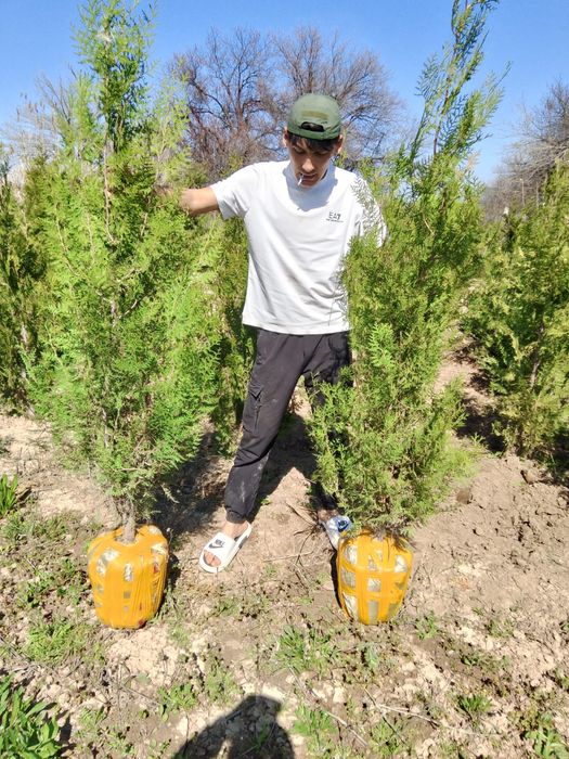 Саженцы ассортимент