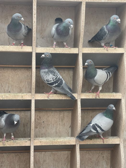 Porumbei de vanzare.