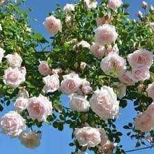 Răsad (butas) Trandafir cățărător /curgator, rosu, alb, roz sau galben