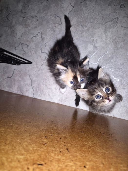 Маленькие котята