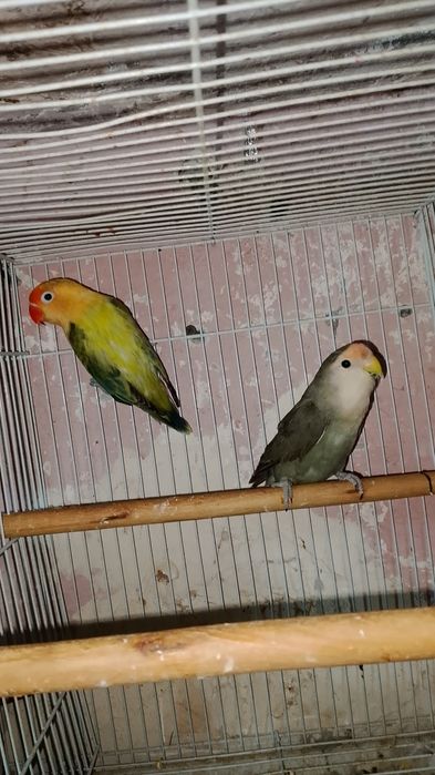 Qafasi bilan 1 juft papugaychiklar sotiladi