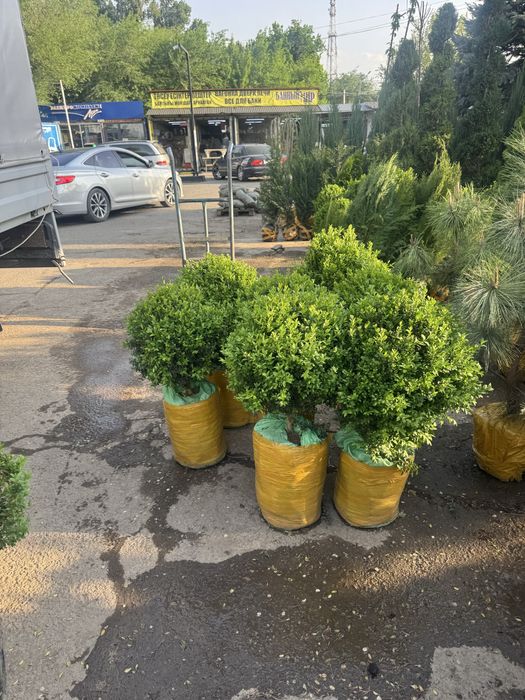 Голубые Ели, Туи Смарагд