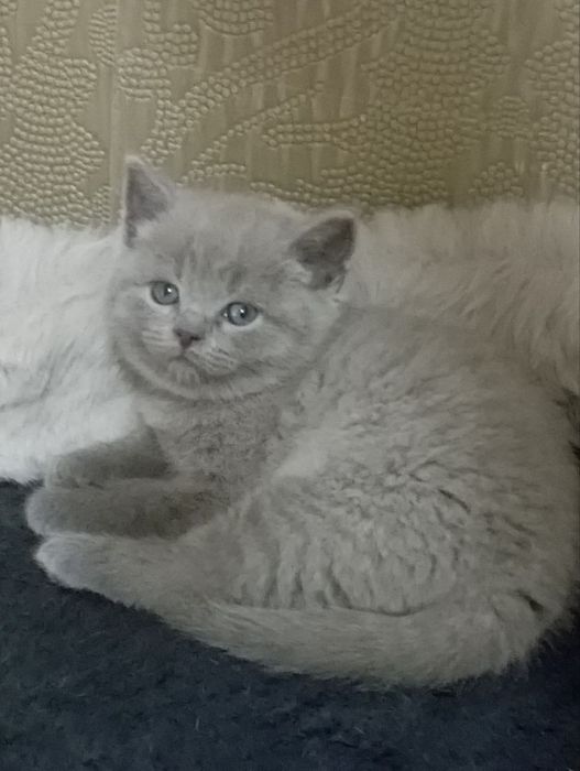 Продаётся мальчик скоттишь страйт