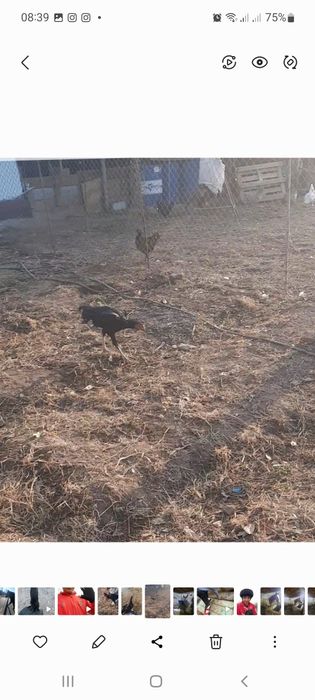 Дакан қораз сатылады