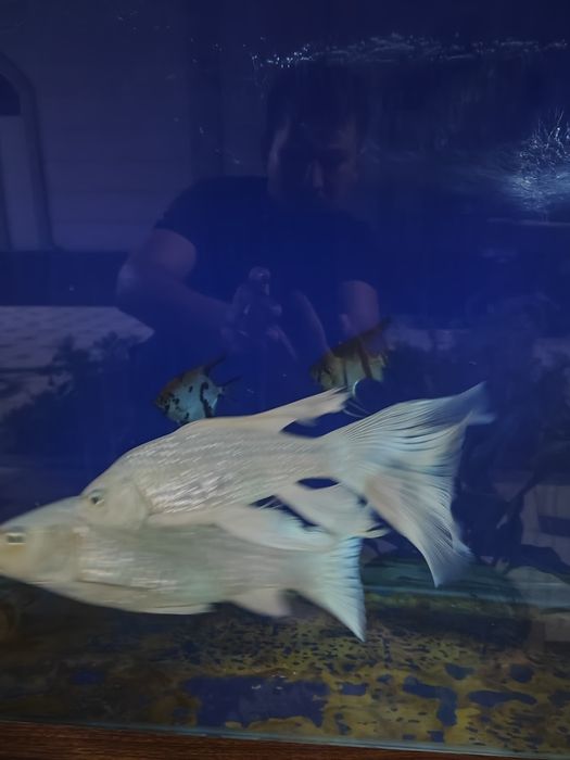 Балик Коя платина сотилади