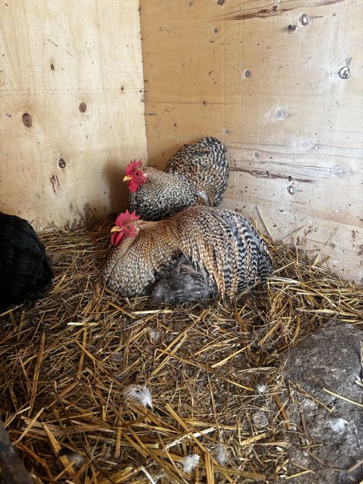 Cocosi cochinchina pitic