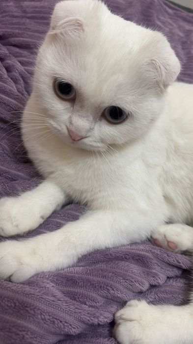 Продаю кошку шотландец.