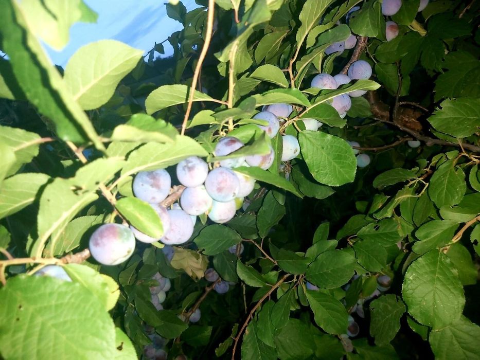 Дача в городе!!!