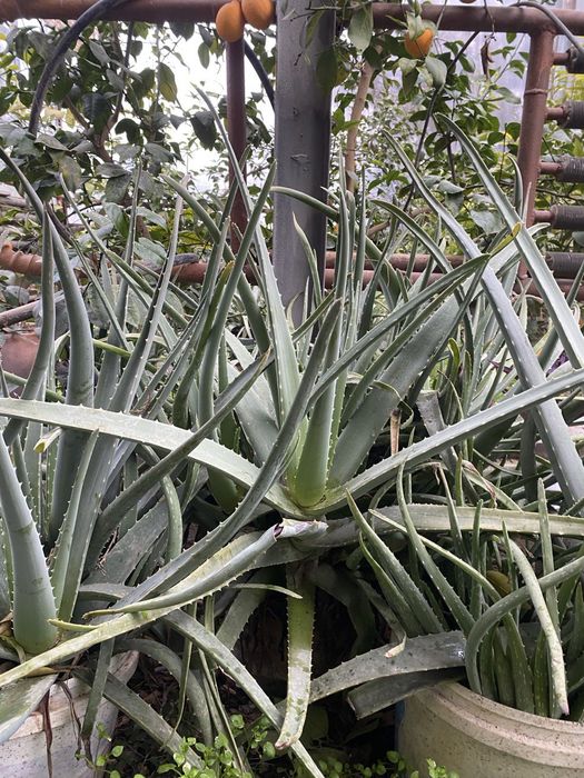 Алоэ вера многолетние