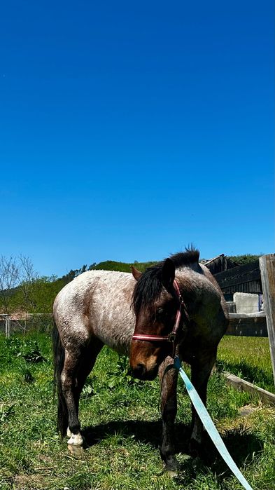 Cal Mânz de 2 ani, sănătos și cuminte