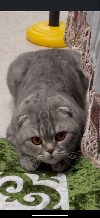 Отдам в добрые руки кота