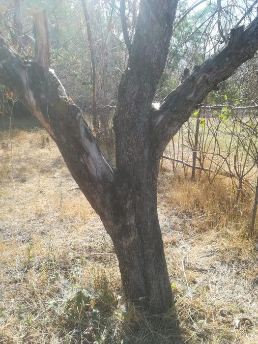 Продам дрова для шашлыка