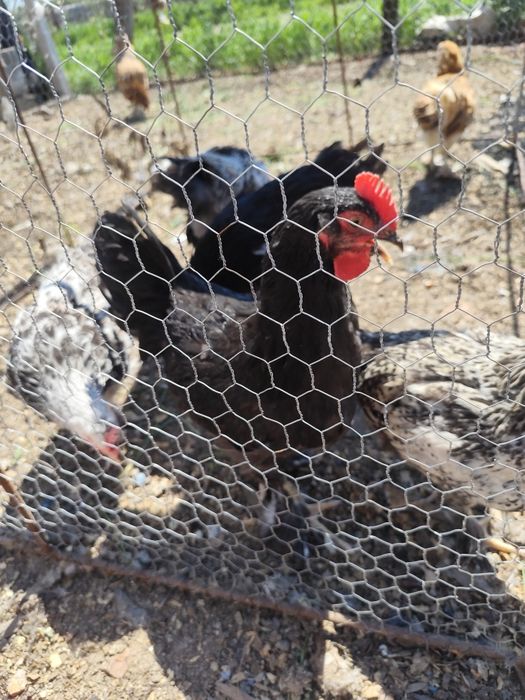 Căutăm curți să ne primească suntem 5 băieți din care 3 identici mulțu