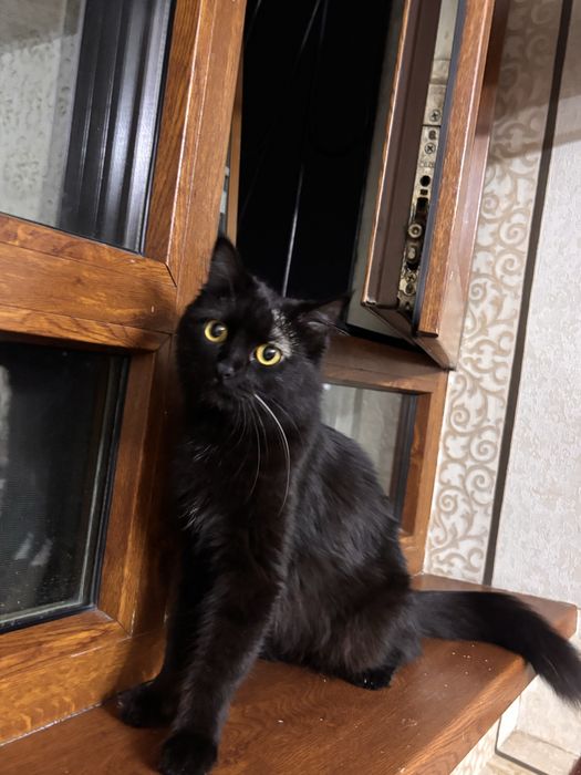 кора мушук бомбей 1,5 ёш , киз бола