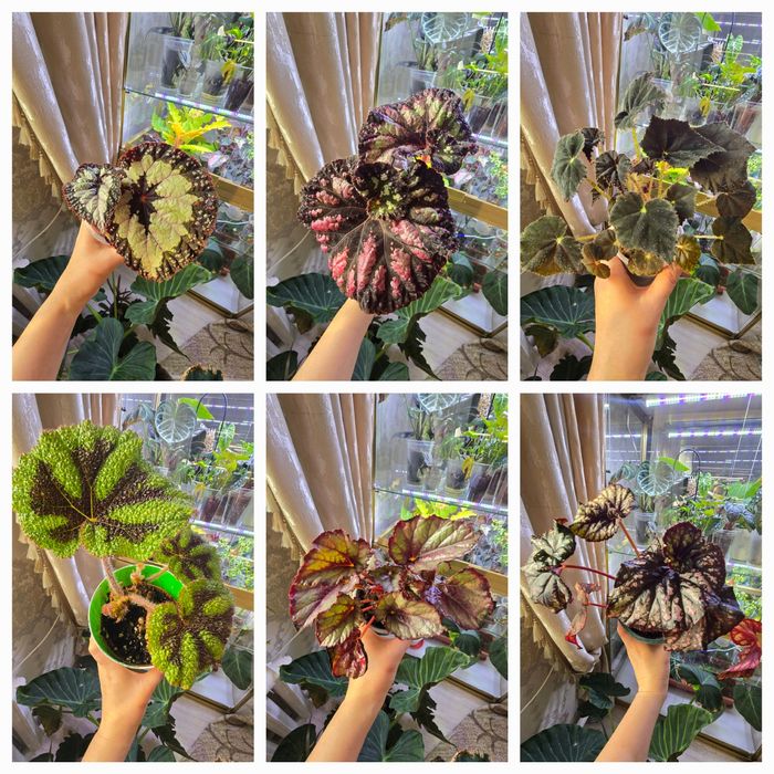 Продаю сортовые бегонии