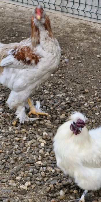 Vindem cocosi  diferite rase