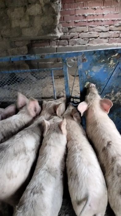 Продавам прасета ландра село трапоклово