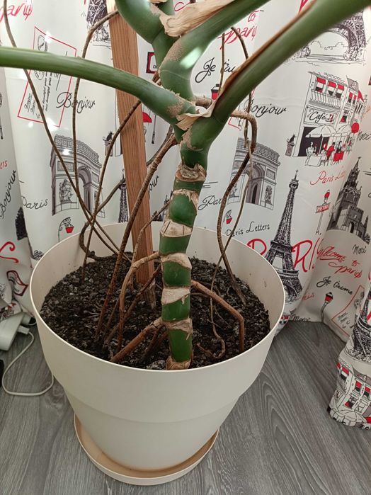 Filodendron cu puieți