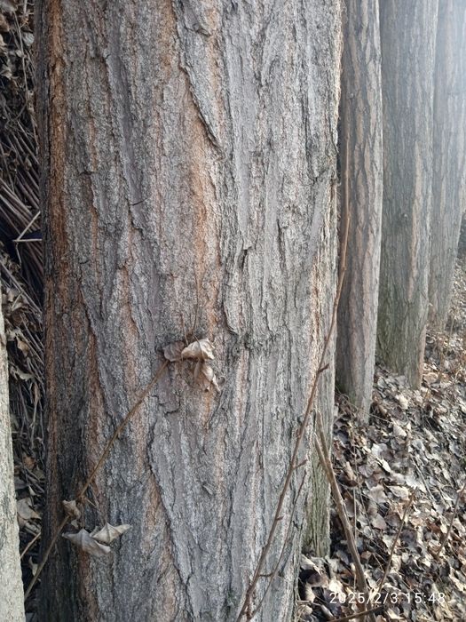 Qurilish uchun terak sotiladi