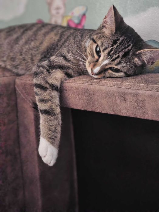 Отдам кошечку в добрые руки