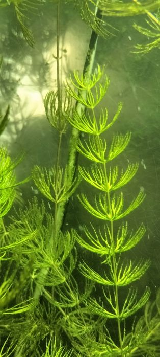 Аквариумные растения