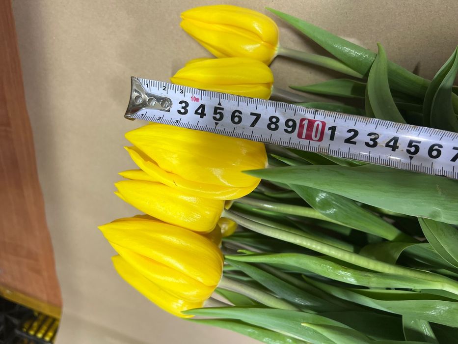 Тюльпаны оптом и в розницу