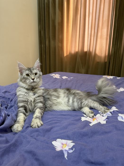 Кошка Мейн-кун продам