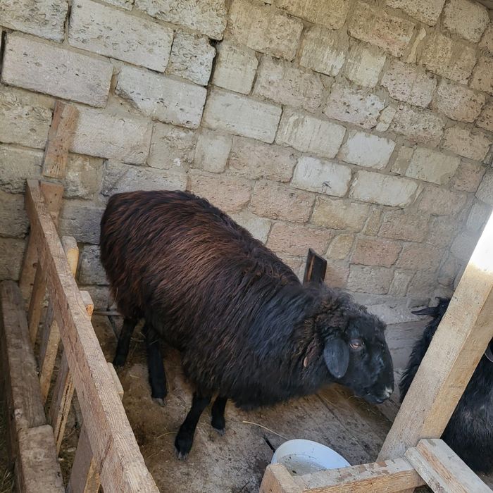 Семіз қой сатылады