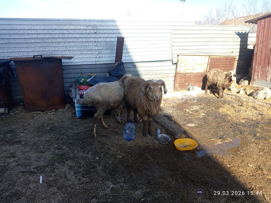 Семіз екі қошқар