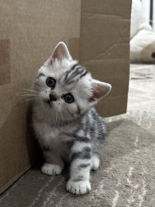 Продам котят, британцы