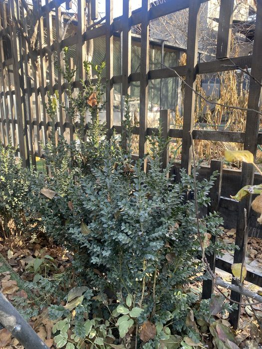 Садовые растения