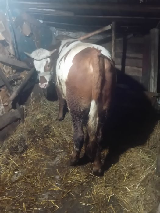 Vând vițel varstra de un an