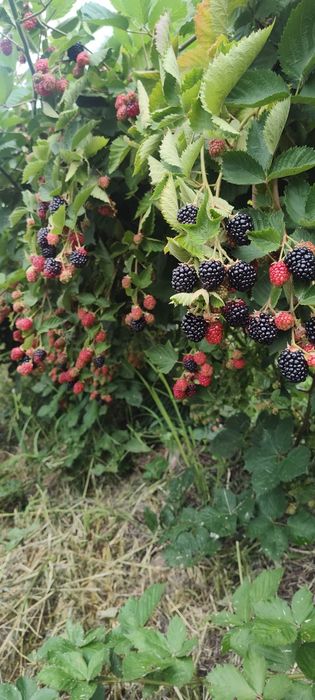 Vindem Butași de Mure