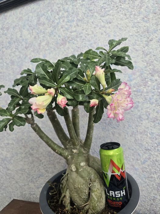 Адениум шикарный огромный