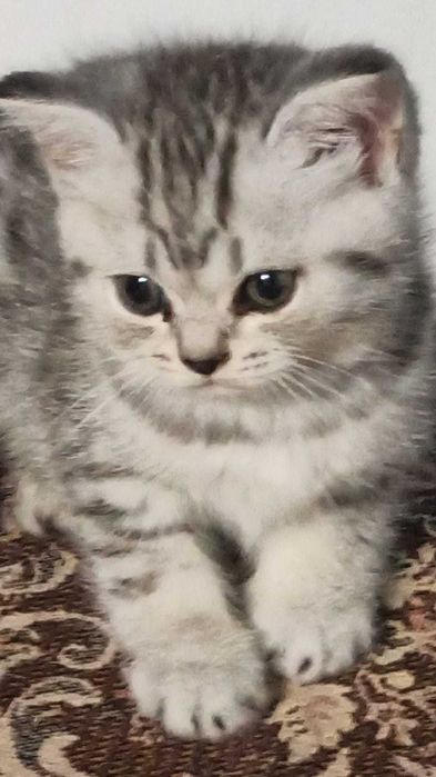 В продаже котята Британцы