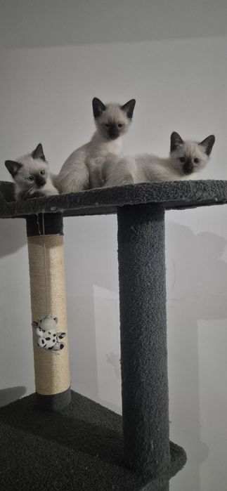 Мушукчалар сотилади