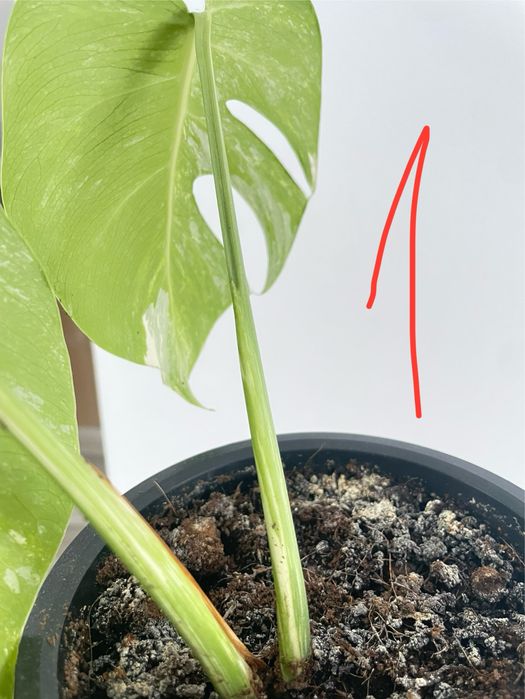 Monstera albo + tradescantia cadou