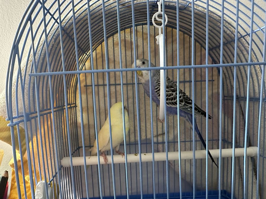 СРОЧНО продам попугаев