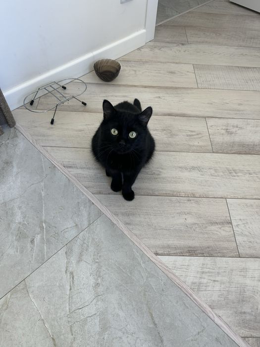 Кот котенок кошка