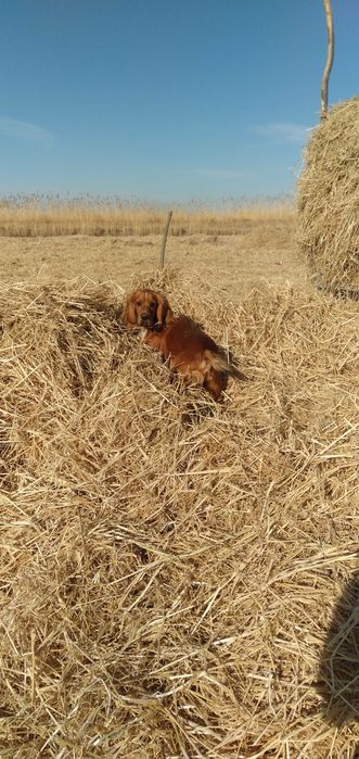 Кабель  породы  спаниэль
Ищет себе подругу для вязки