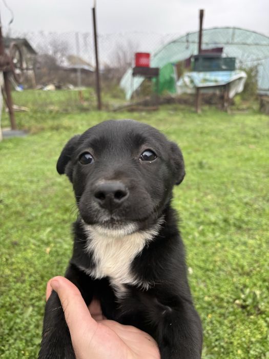 Cateluse spre adoptie