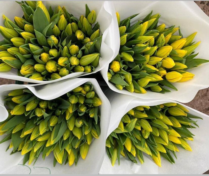 Продажа тюлпанов