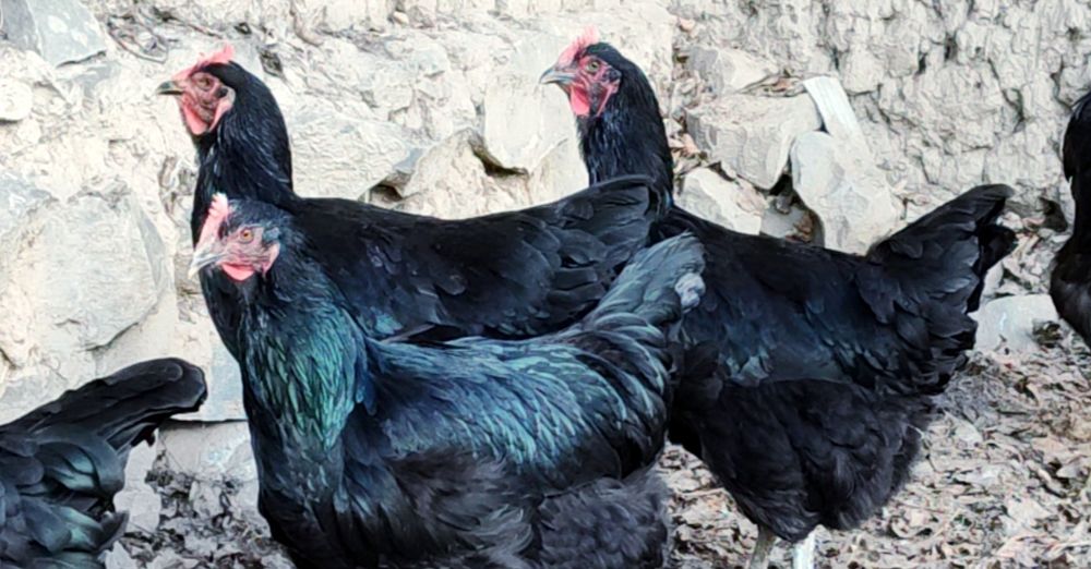 Гигант Корашахзодаларни тухум жужалари сотилади