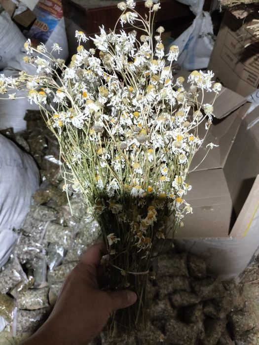 Лечебная травы. Горный.