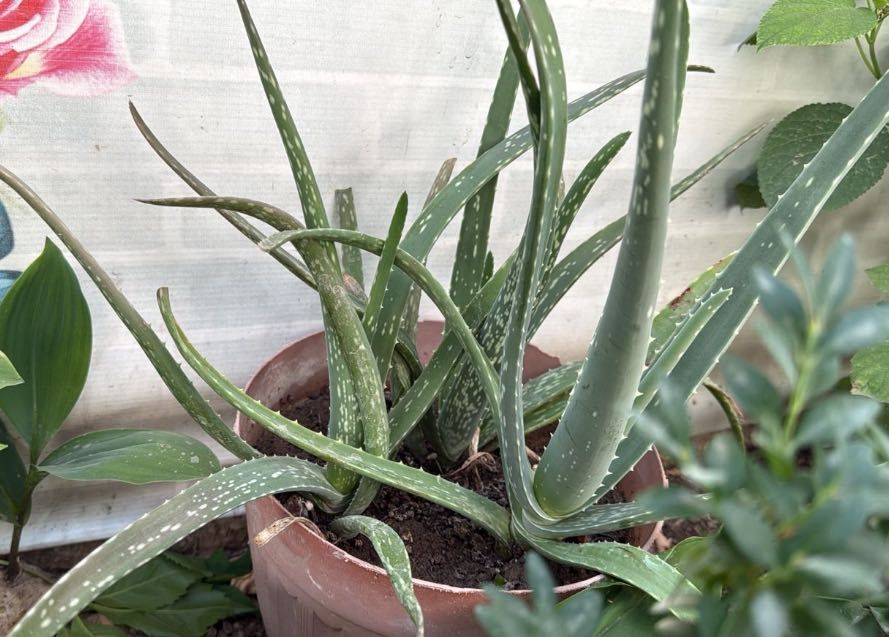 Алое многолетние больше 5 лет