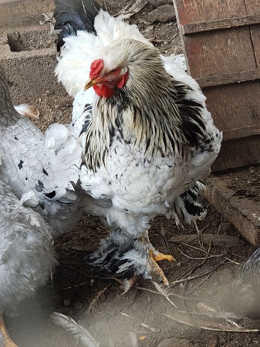 Vand Cocosei pitici și brahma hd