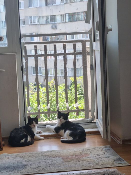 Motanei superbi de adoptat, pisici de adoptat,puiuti de pisica adoptie