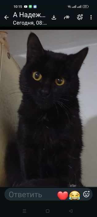 Отдаю бесплатно котика
